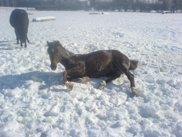 Reiten ;) - 