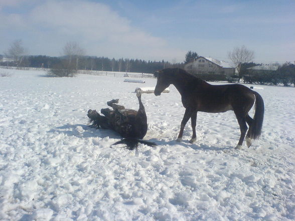 Reiten ;) - 