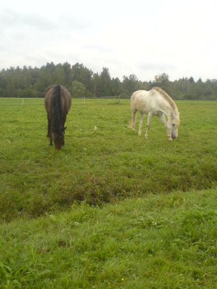 Reiten ;) - 