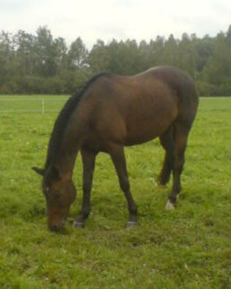 Reiten ;) - 