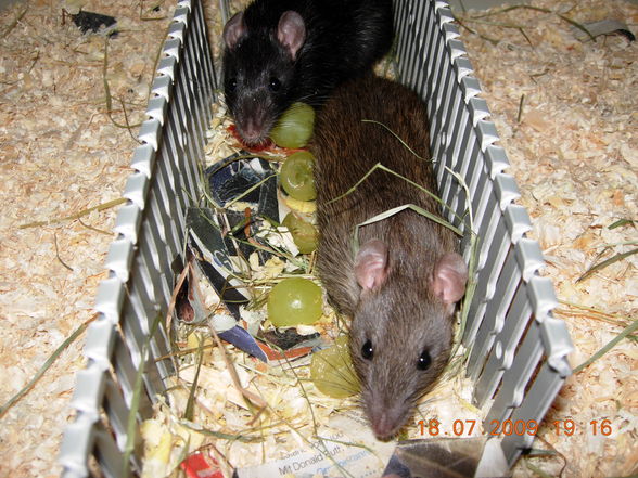 meine zwei rattenmädls - 