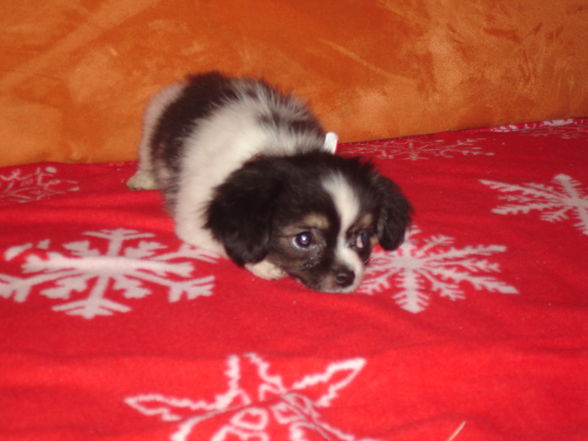 My littel dog - 