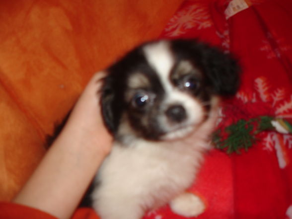 My littel dog - 