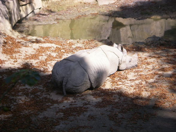 Tiergartenschönbrunn - 