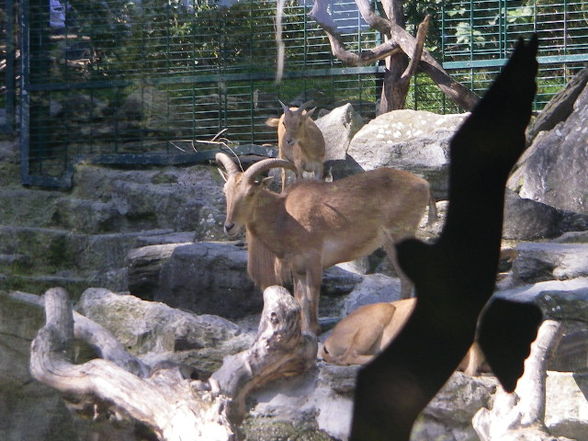 Tiergartenschönbrunn - 