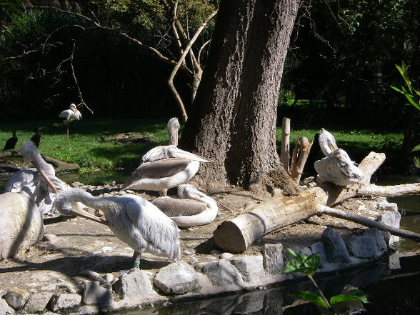 Tiergartenschönbrunn - 