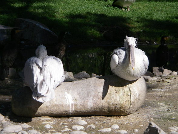 Tiergartenschönbrunn - 