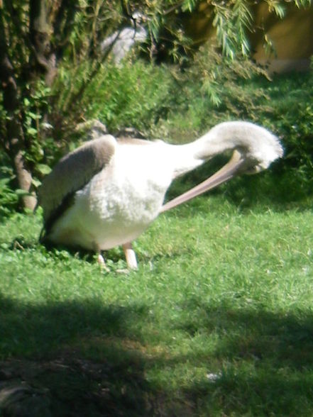 Tiergartenschönbrunn - 