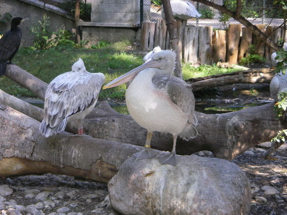 Tiergartenschönbrunn - 