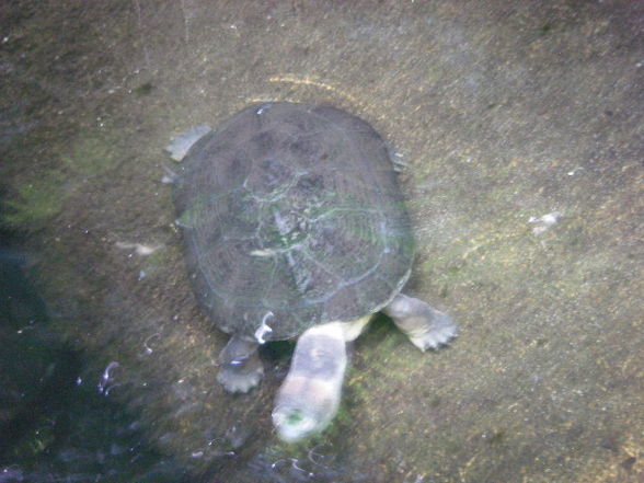 Tiergartenschönbrunn - 