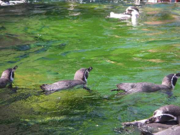 Tiergartenschönbrunn - 