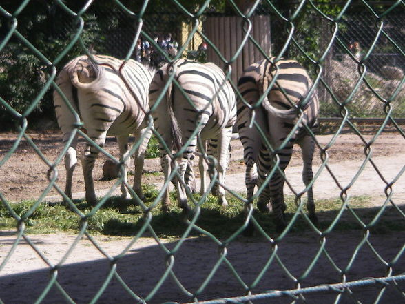 Tiergartenschönbrunn - 