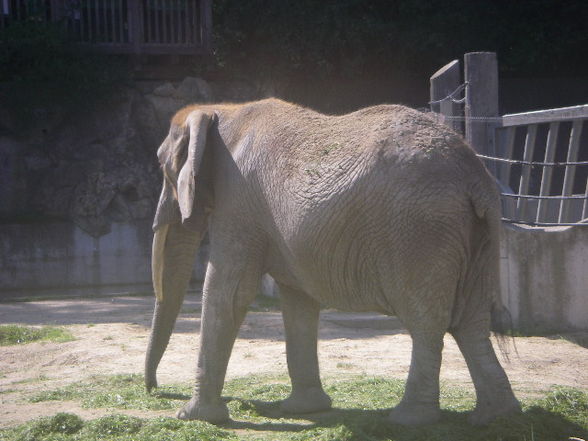 Tiergartenschönbrunn - 