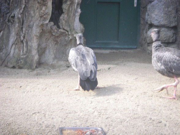 Tiergartenschönbrunn - 