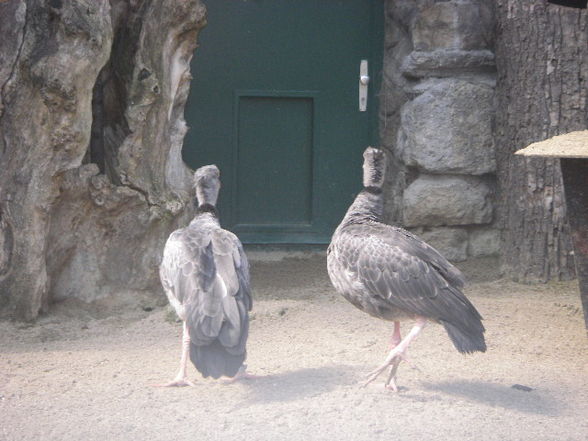 Tiergartenschönbrunn - 