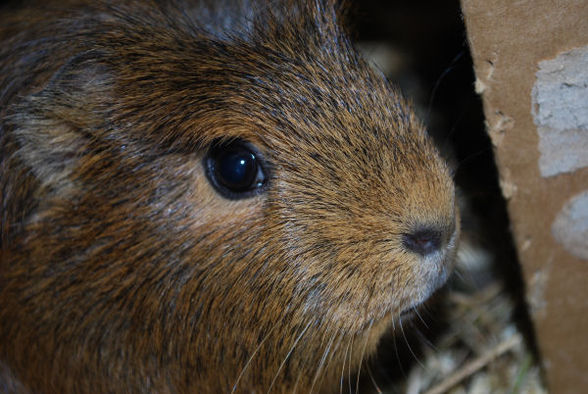 Meine Meerschweindal - 