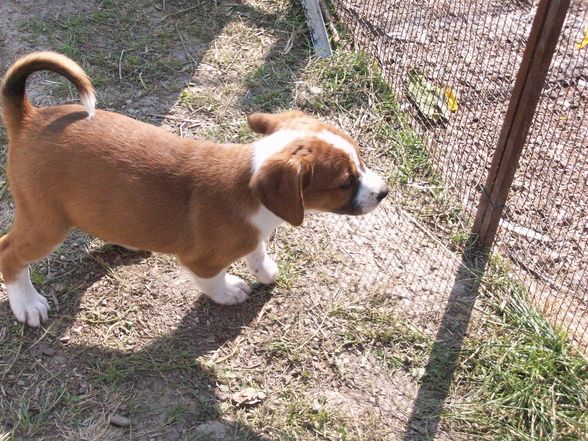 österreichische kurzhaar pinscher babyfo - 