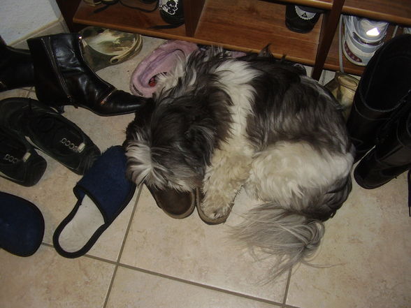 tiere san soooooooo süß - 