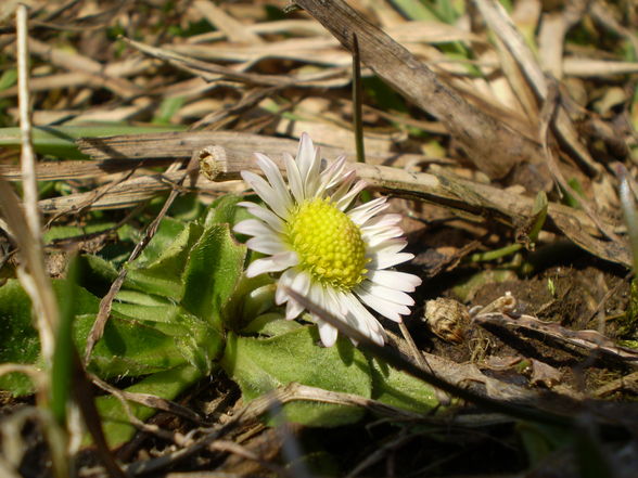 Blumen vo mir Fotografiert - 