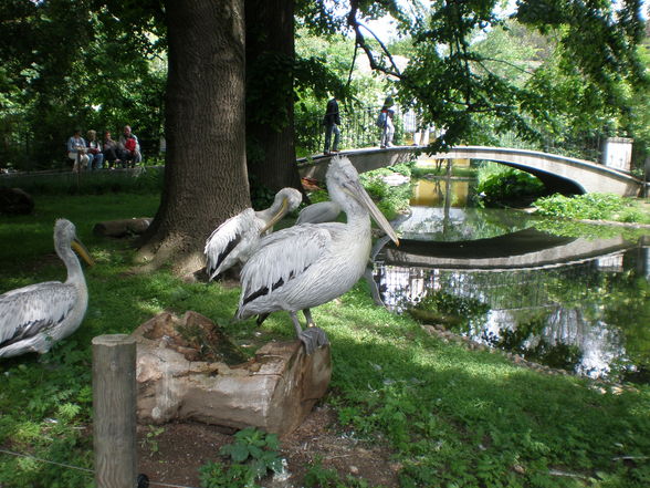 Schönbrunn - 