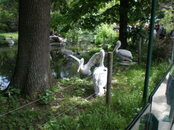 Schönbrunn - 