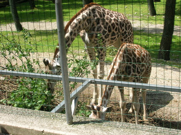 Tierpark  Schmiding - 