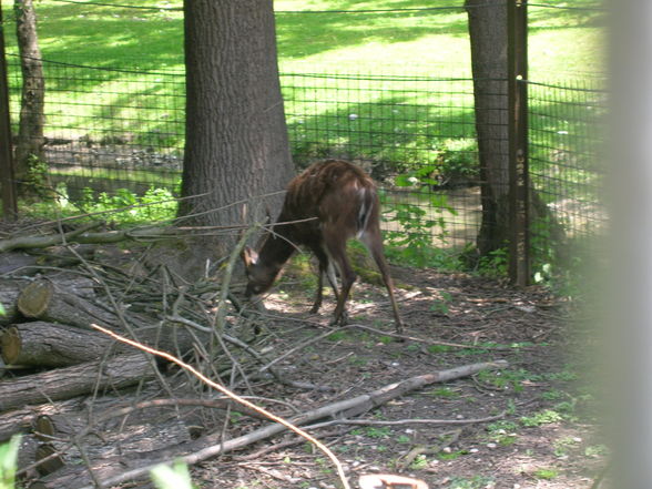 Tierpark  Schmiding - 