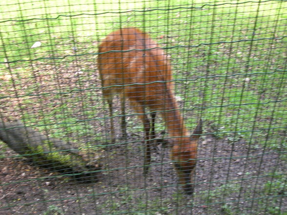 Tierpark  Schmiding - 