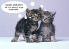 katzenbabys - 