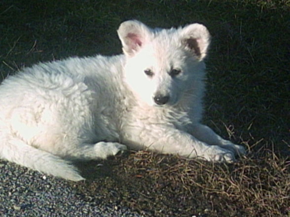 Weiße Schäferhunde - 