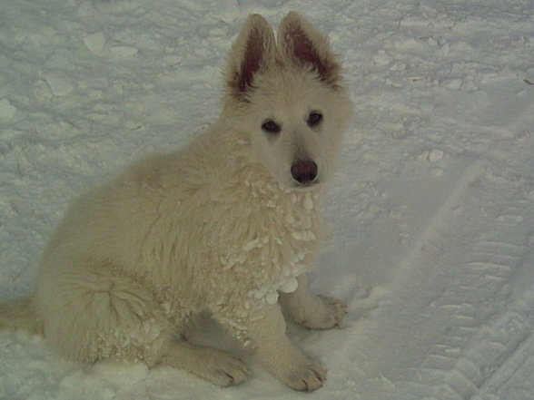 Weiße Schäferhunde - 