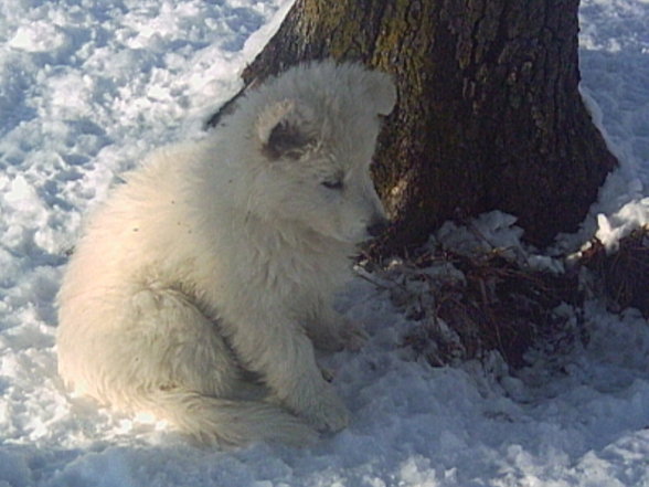 Weiße Schäferhunde - 