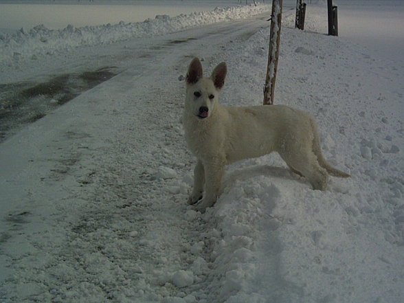 Weiße Schäferhunde - 