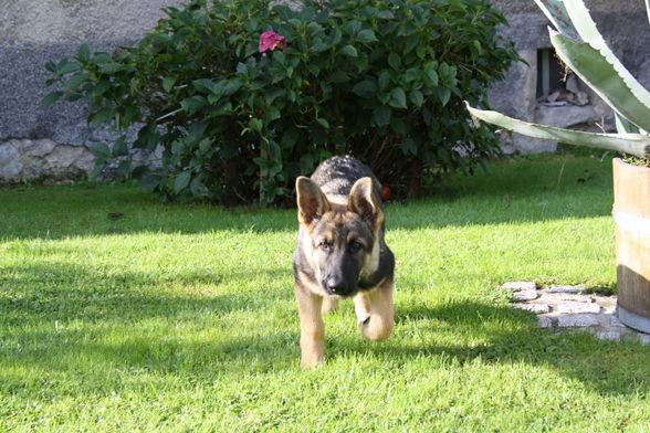 Unsere neuer Hund Jumpie - 