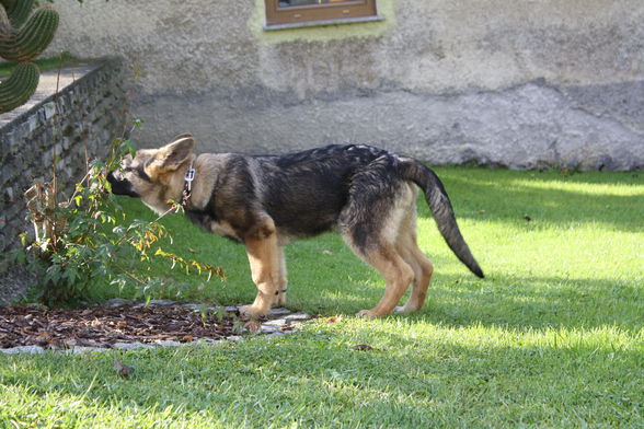 Unsere neuer Hund Jumpie - 