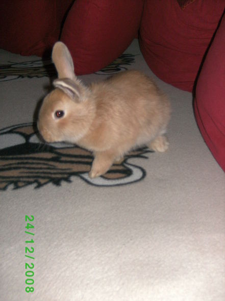 Mein Hase Merlin - 