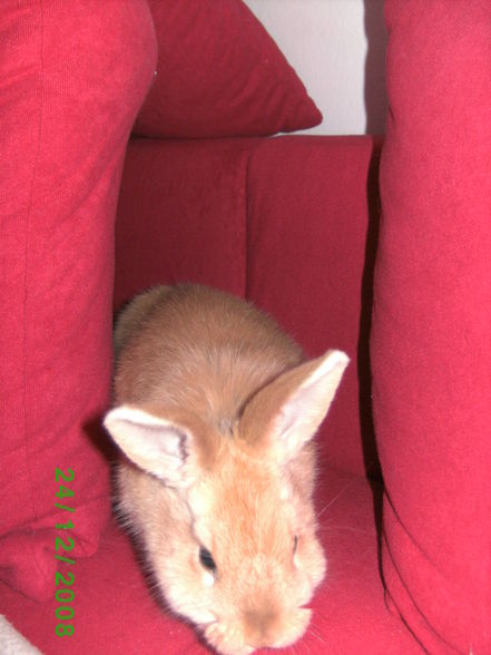 Mein Hase Merlin - 