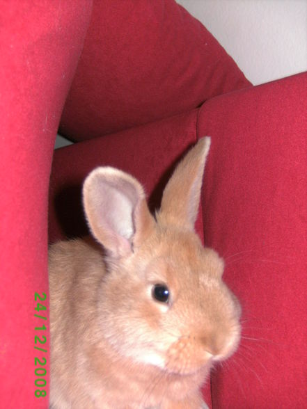 Mein Hase Merlin - 