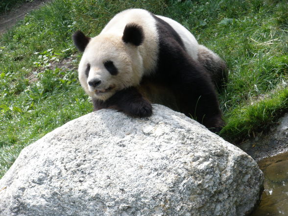 Tiergarten Schönbrunn - 