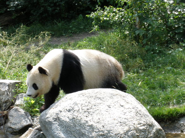 Tiergarten Schönbrunn - 