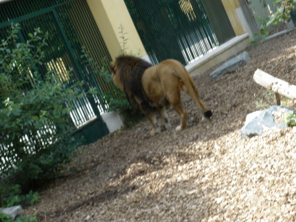 Tiergarten Schönbrunn - 