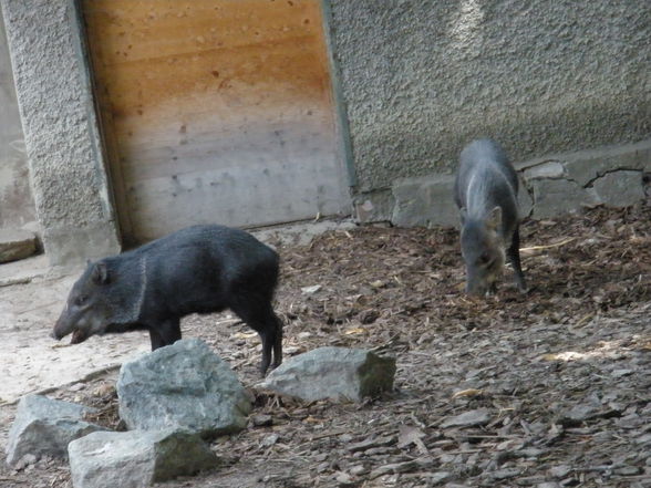 Tiergarten Schönbrunn - 