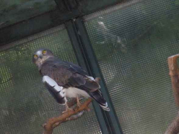 Tiergarten Schönbrunn - 