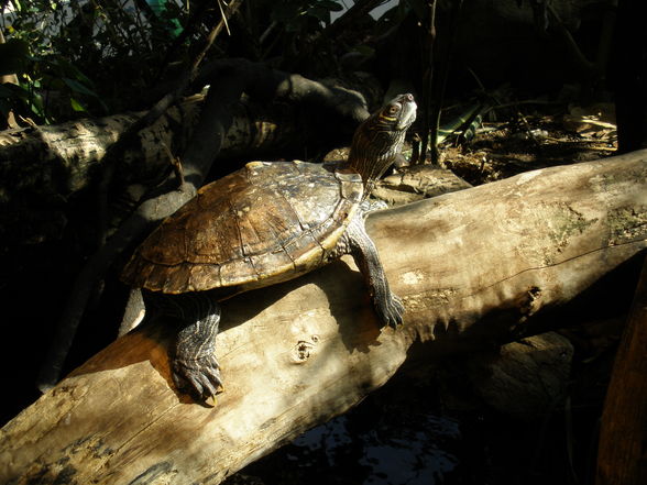 Tiergarten Schönbrunn - 