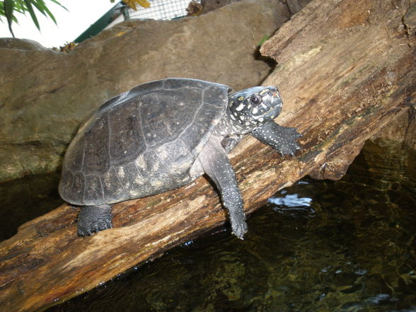 Tiergarten Schönbrunn - 