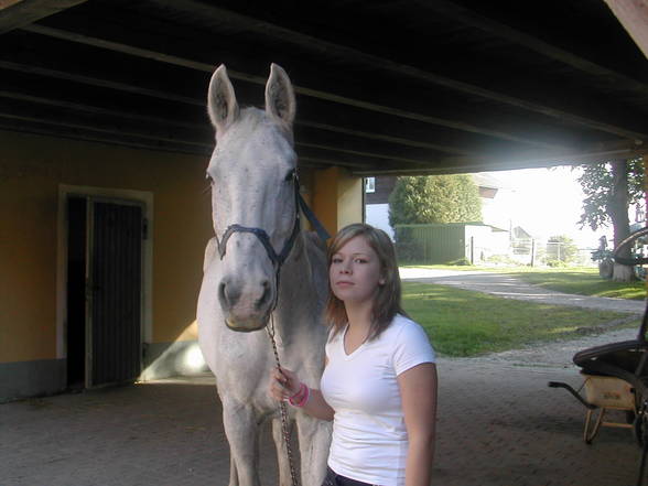 [l'équitation] - 