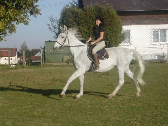 [l'équitation] - 