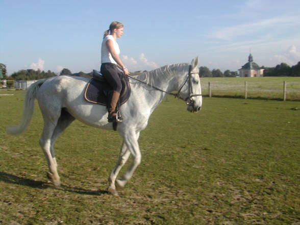 [l'équitation] - 