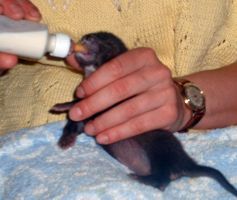 Unsere Tierchen - 