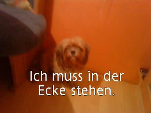 Unsere Hunde - 